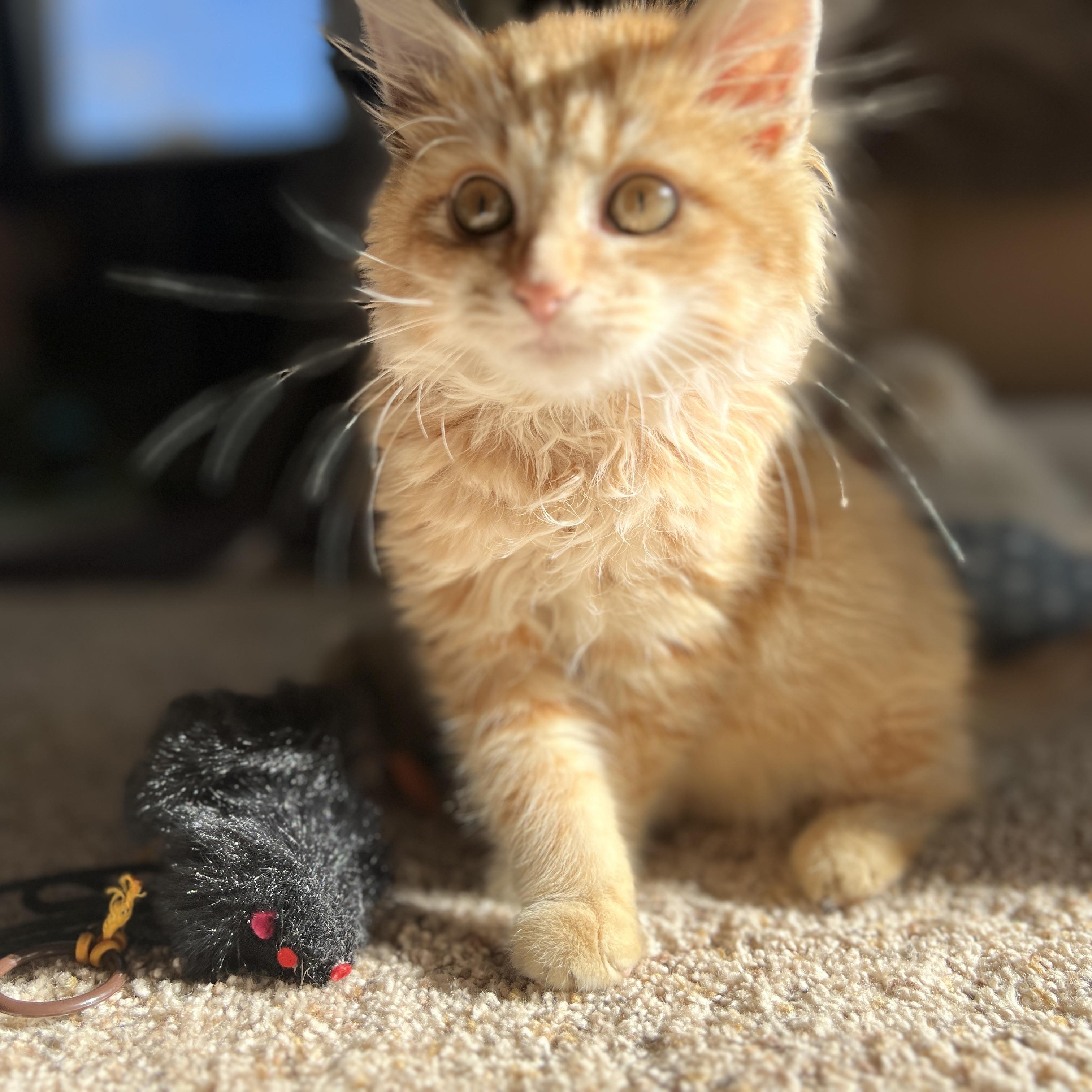 Enlarge Scotchie, an adopted Domestic Long Hair in New Bern, NC image 4/6