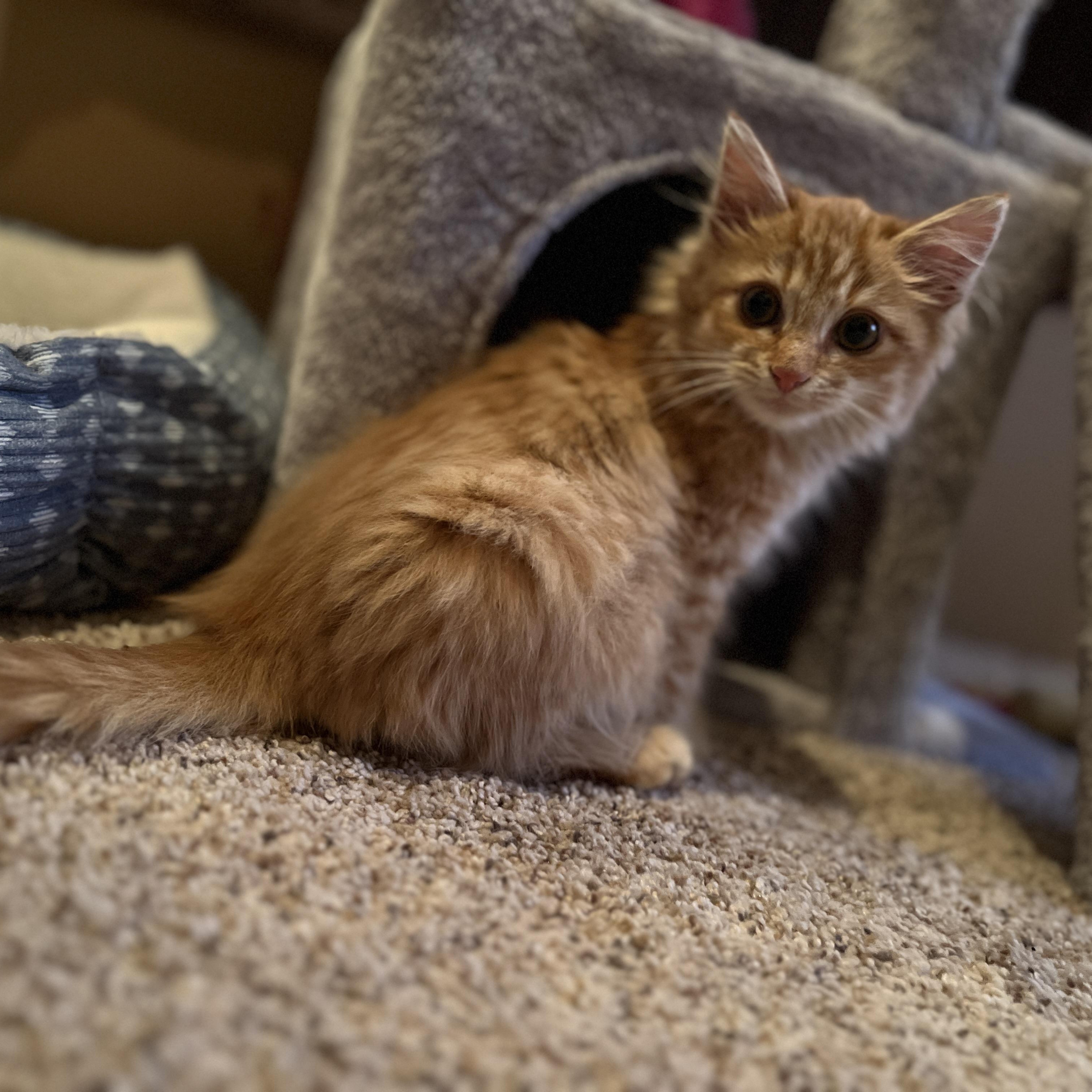 Enlarge Scotchie, an adopted Domestic Long Hair in New Bern, NC image 3/6