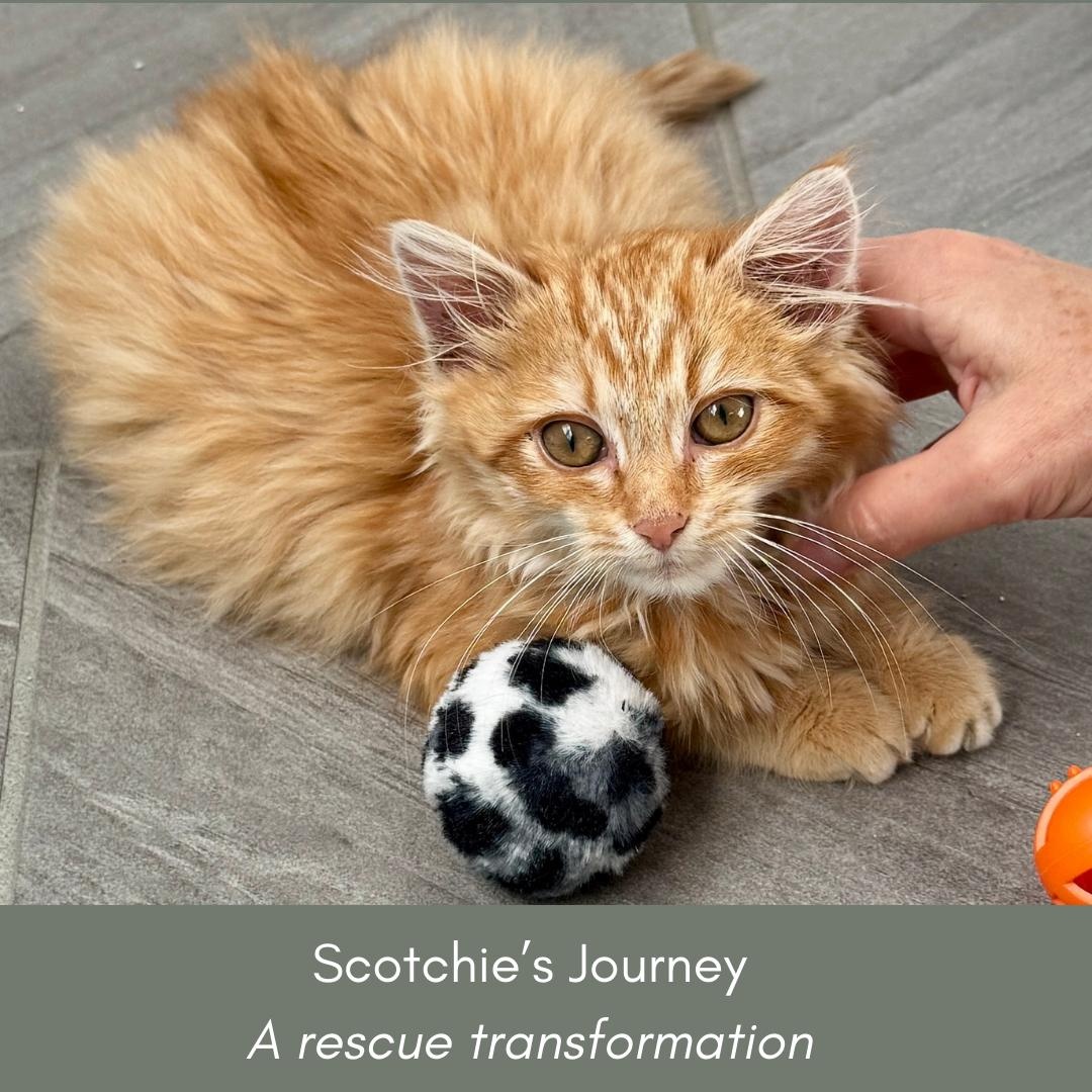 Enlarge Scotchie, an adopted Domestic Long Hair in New Bern, NC image 2/6