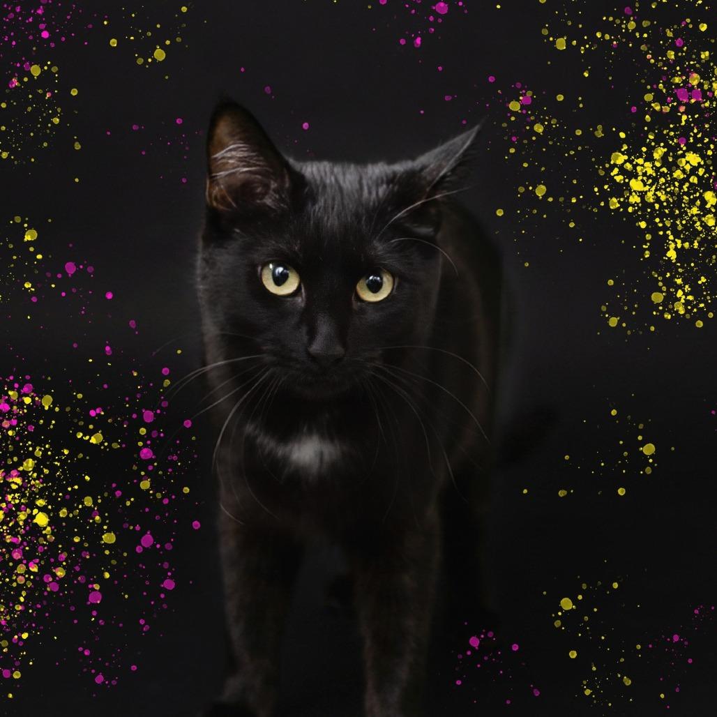 Nova, Adoptable, Adult Female Domestic Short Hair.