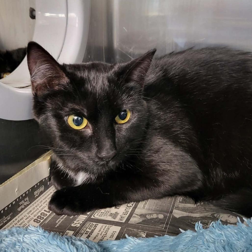 Enlarge Nova, a Adoptable Domestic Short Hair in Belleville, IL image 1/5