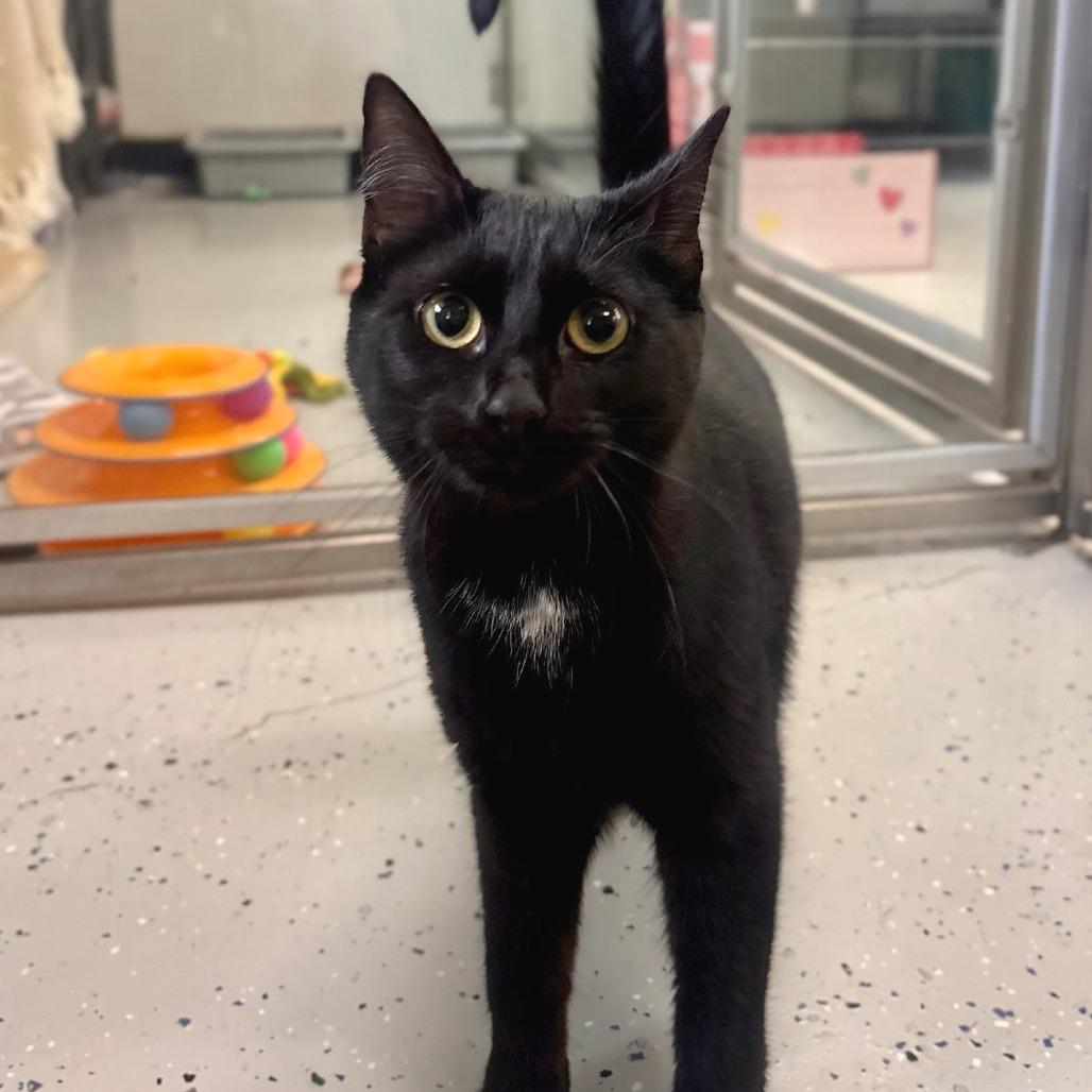 Enlarge Nova, a Adoptable Domestic Short Hair in Belleville, IL image 2/5