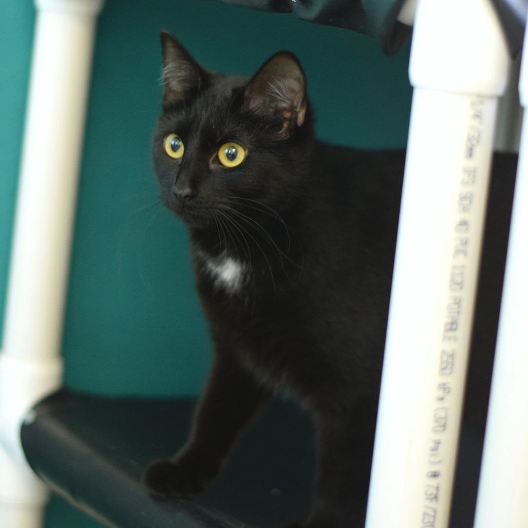 Enlarge Nova, a Adoptable Domestic Short Hair in Belleville, IL image 3/5