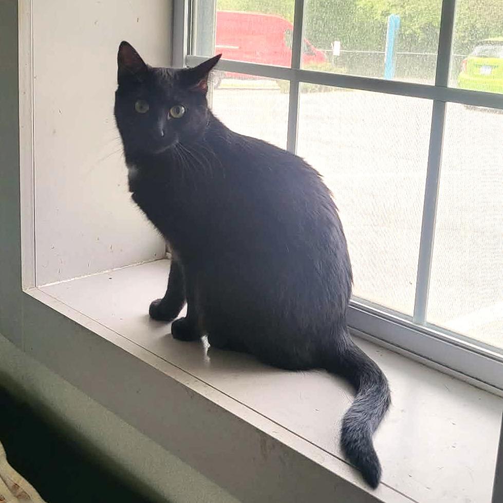 Enlarge Nova, a Adoptable Domestic Short Hair in Belleville, IL image 4/5