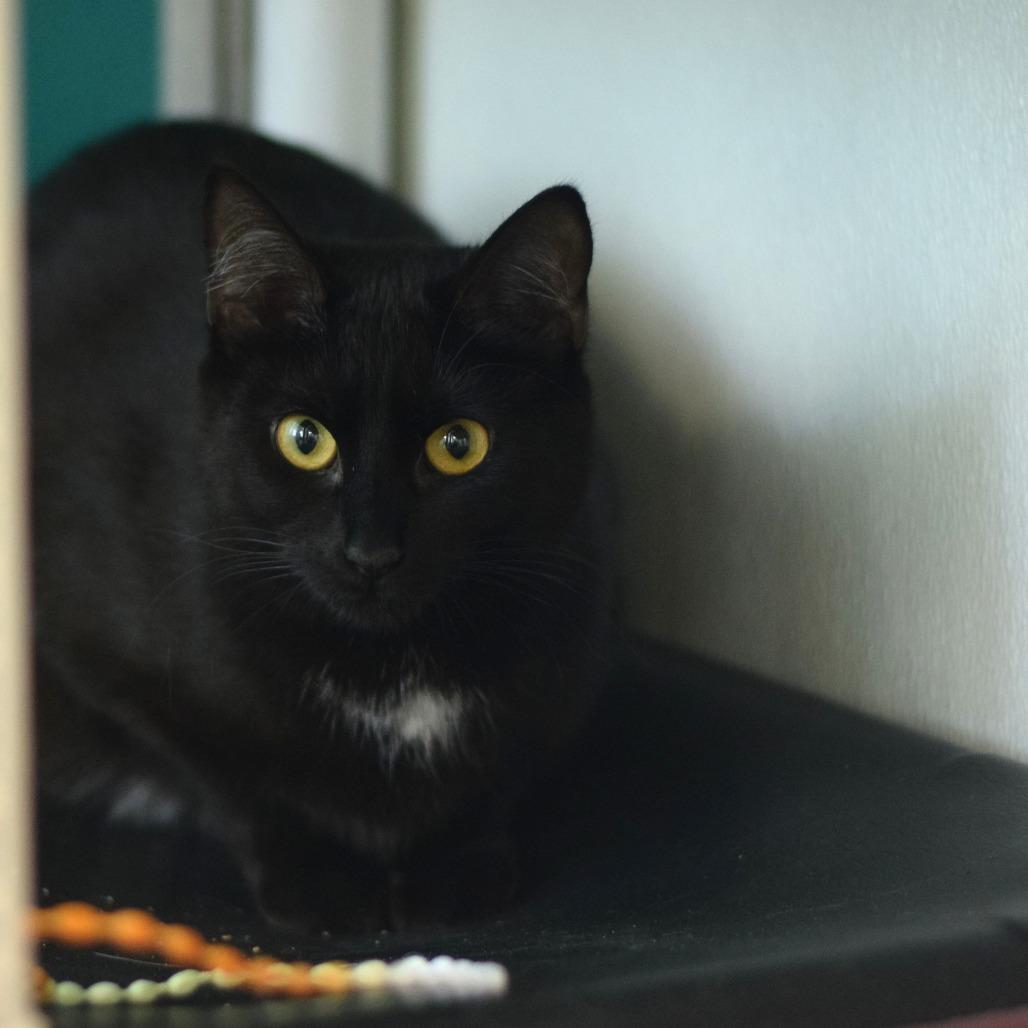 Enlarge Nova, a Adoptable Domestic Short Hair in Belleville, IL image 5/5