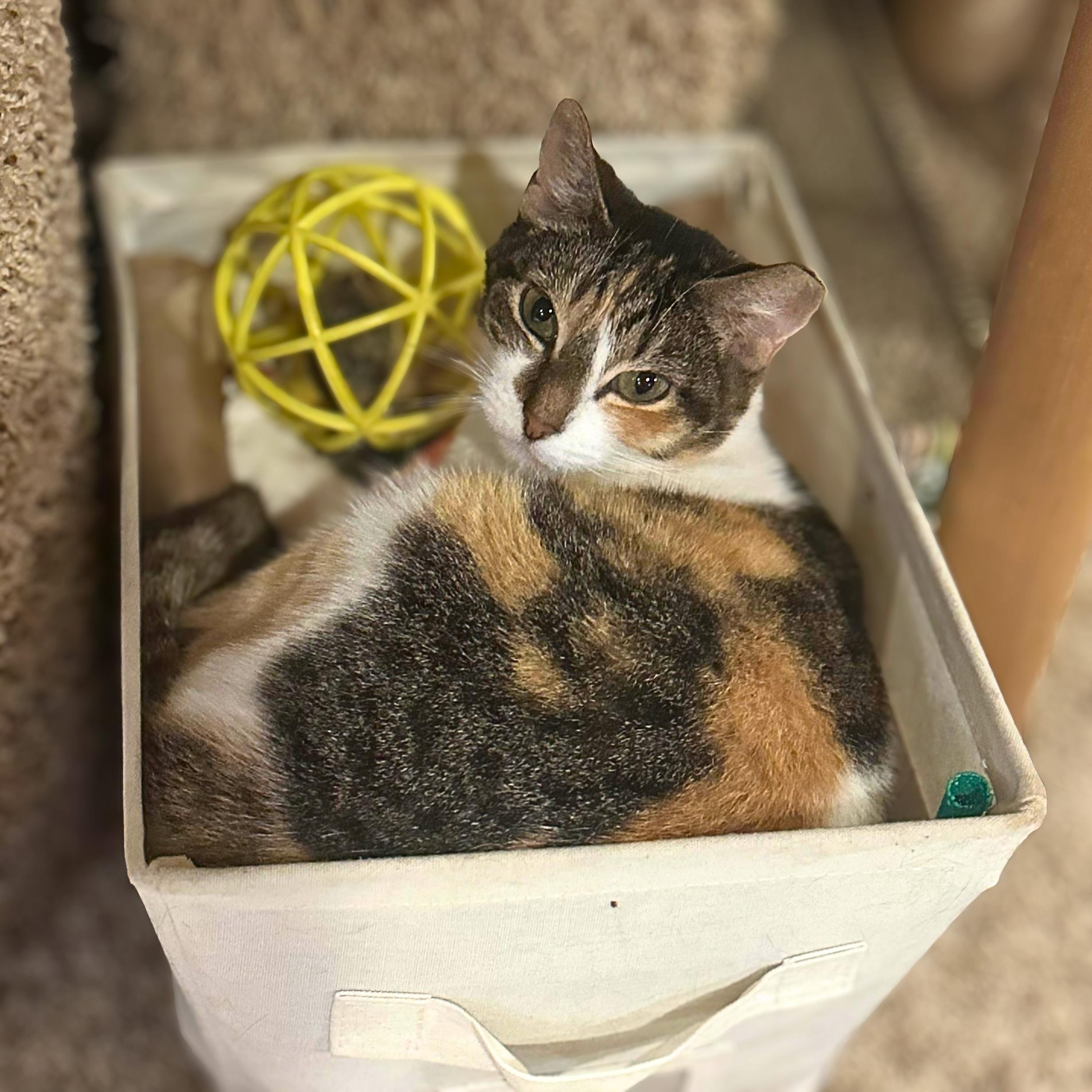 Enlarge Dahlia, a Adoptable Domestic Short Hair in Lemoyne, PA image 2/4