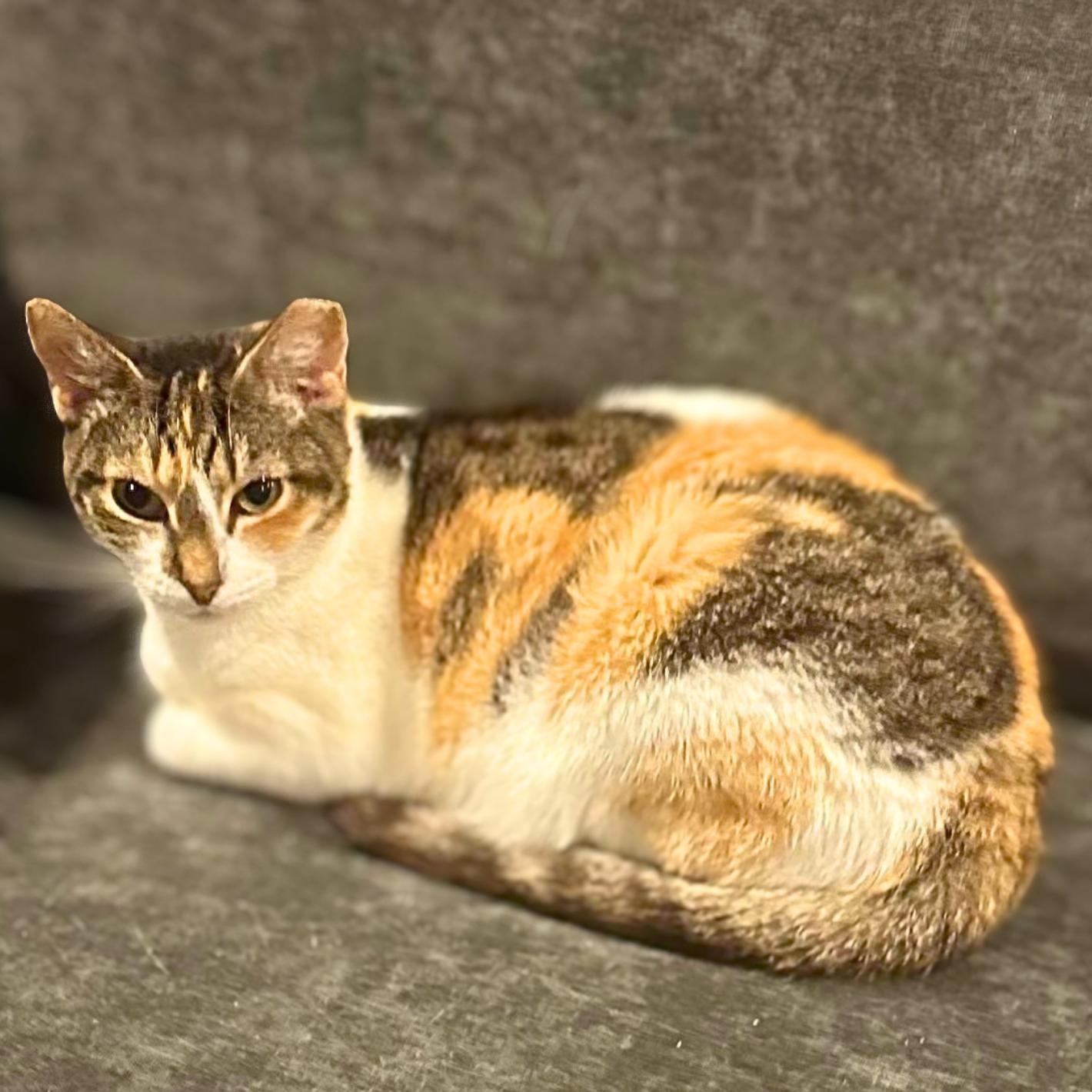 Enlarge Dahlia, a Adoptable Domestic Short Hair in Lemoyne, PA image 1/4
