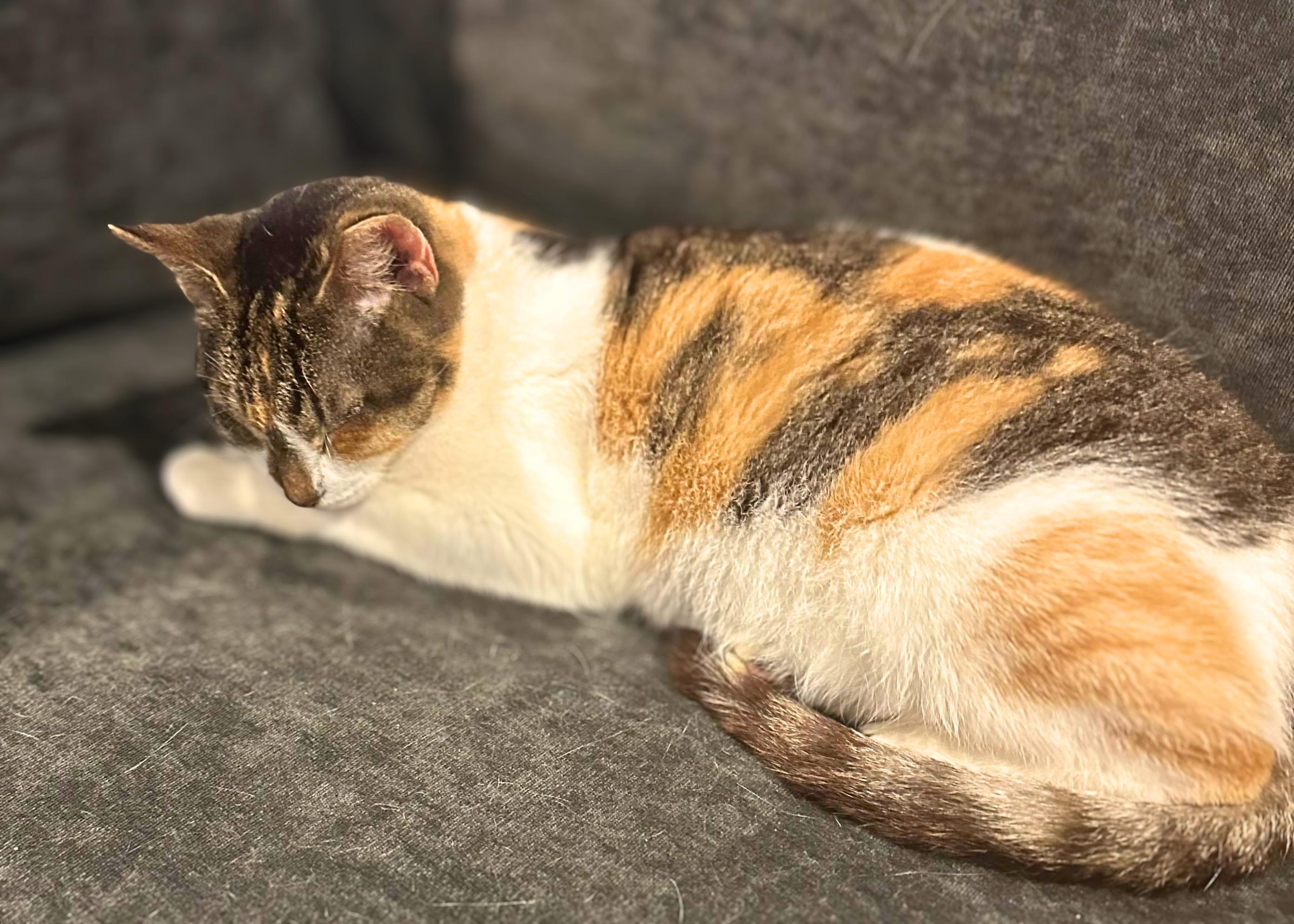 Enlarge Dahlia, a Adoptable Domestic Short Hair in Lemoyne, PA image 3/4