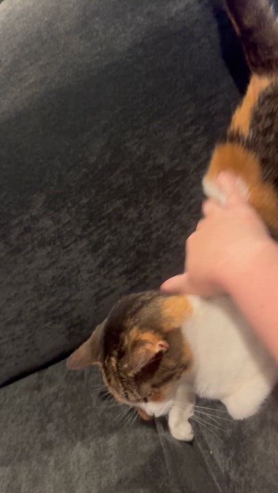 Enlarge Dahlia, a Adoptable Domestic Short Hair in Lemoyne, PA video 4/4