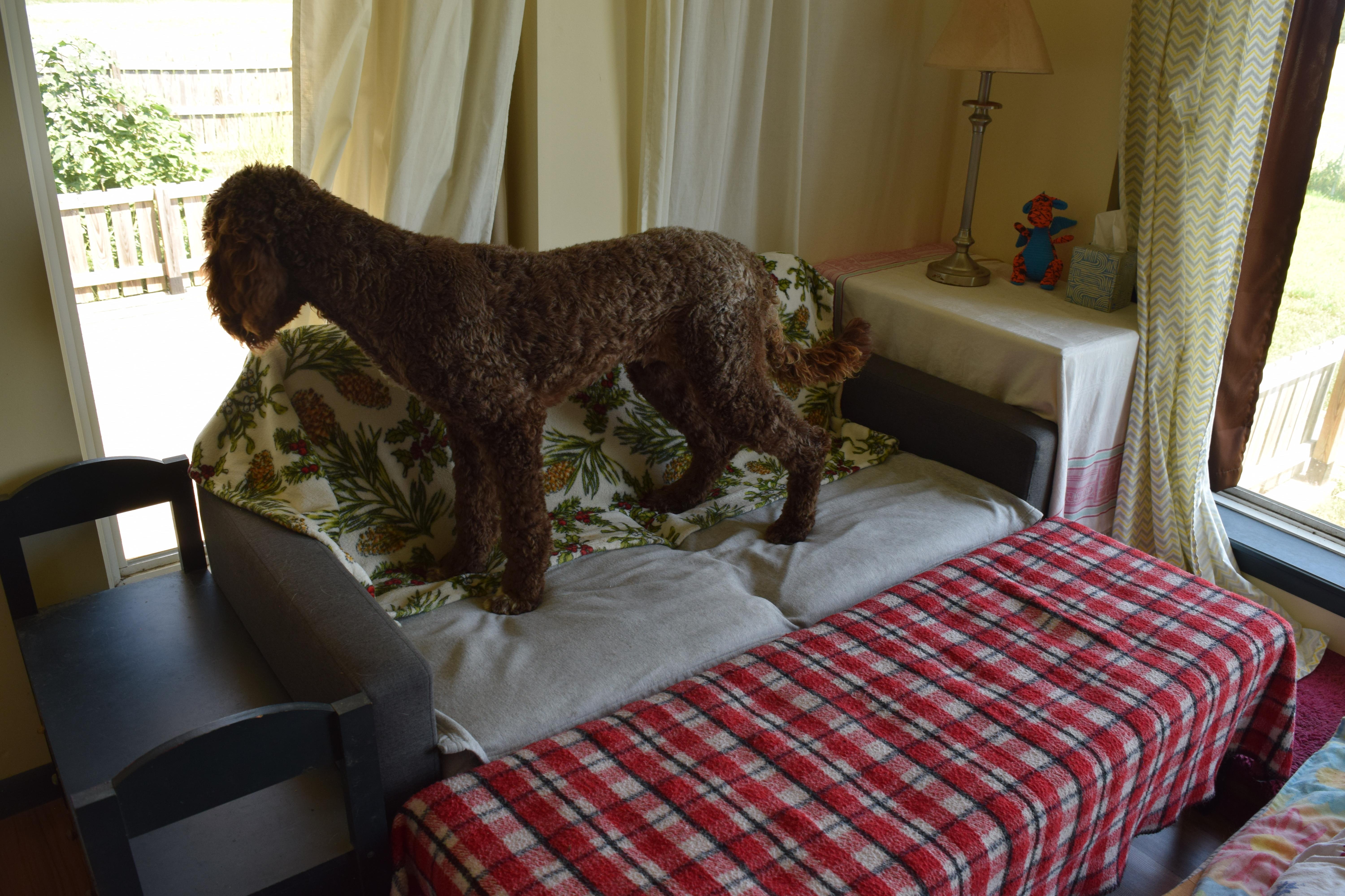 Fozzie, a ADOPTABLE Sheepadoodle in Rosalia, KS image 3/4