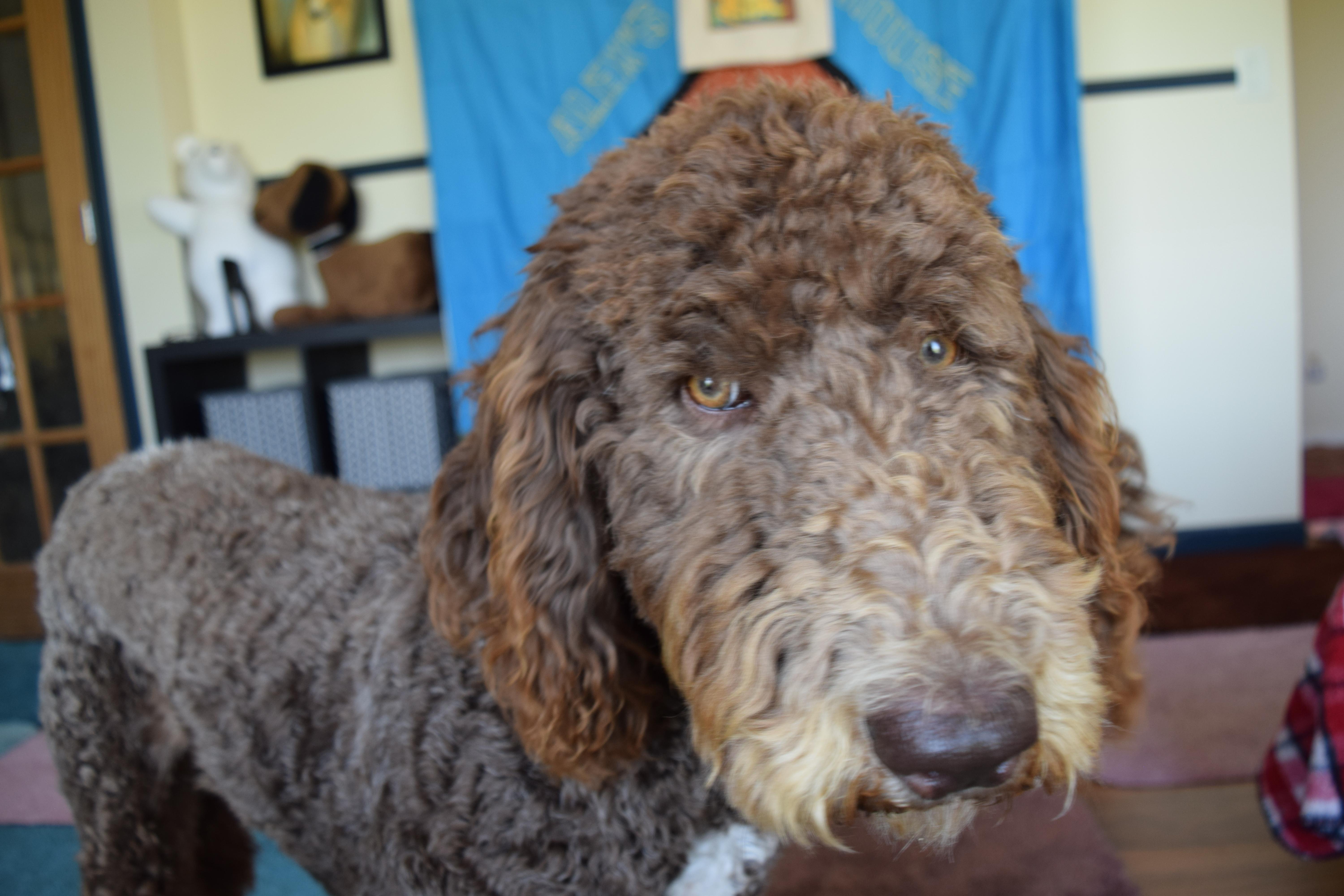 Fozzie, a ADOPTABLE Sheepadoodle in Rosalia, KS image 4/4