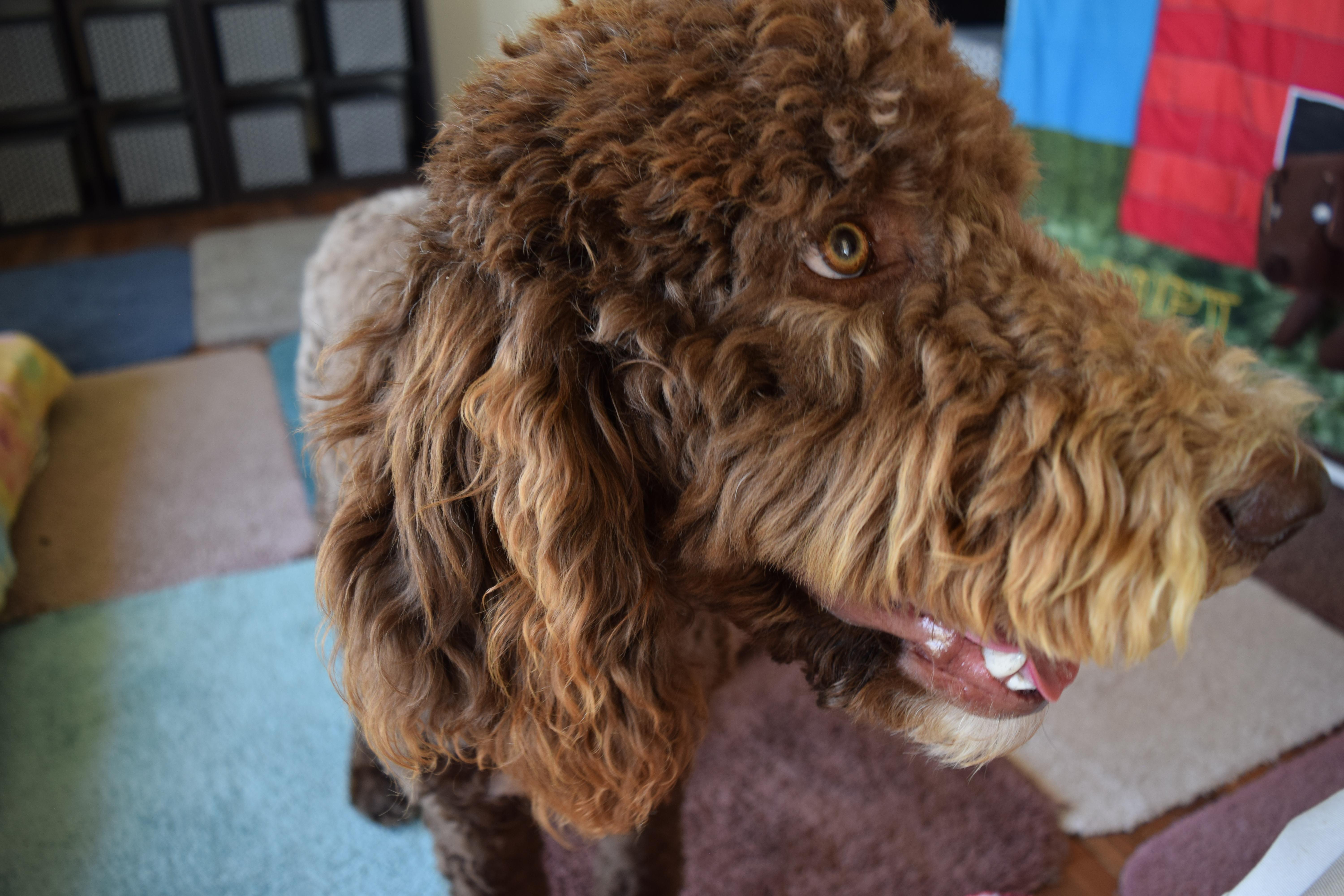 Fozzie, a ADOPTABLE Sheepadoodle in Rosalia, KS image 2/4