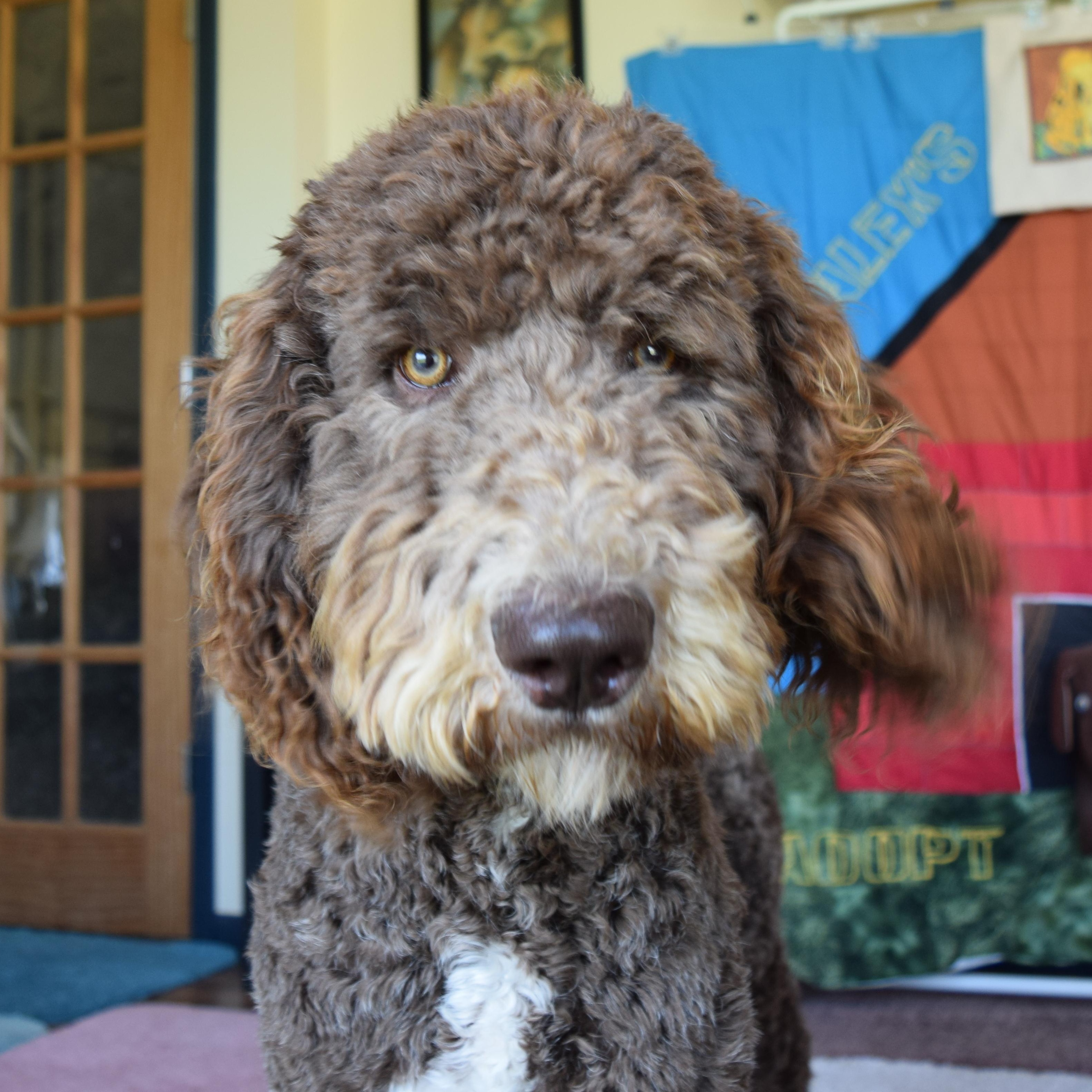 Fozzie, a ADOPTABLE Sheepadoodle in Rosalia, KS image 1/4