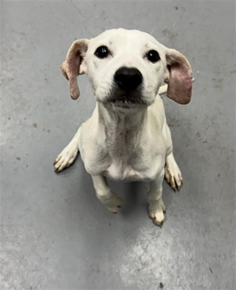 Enlarge BEANSTALK, a Adoptable mixed breed in Peoria, IL image 1/1