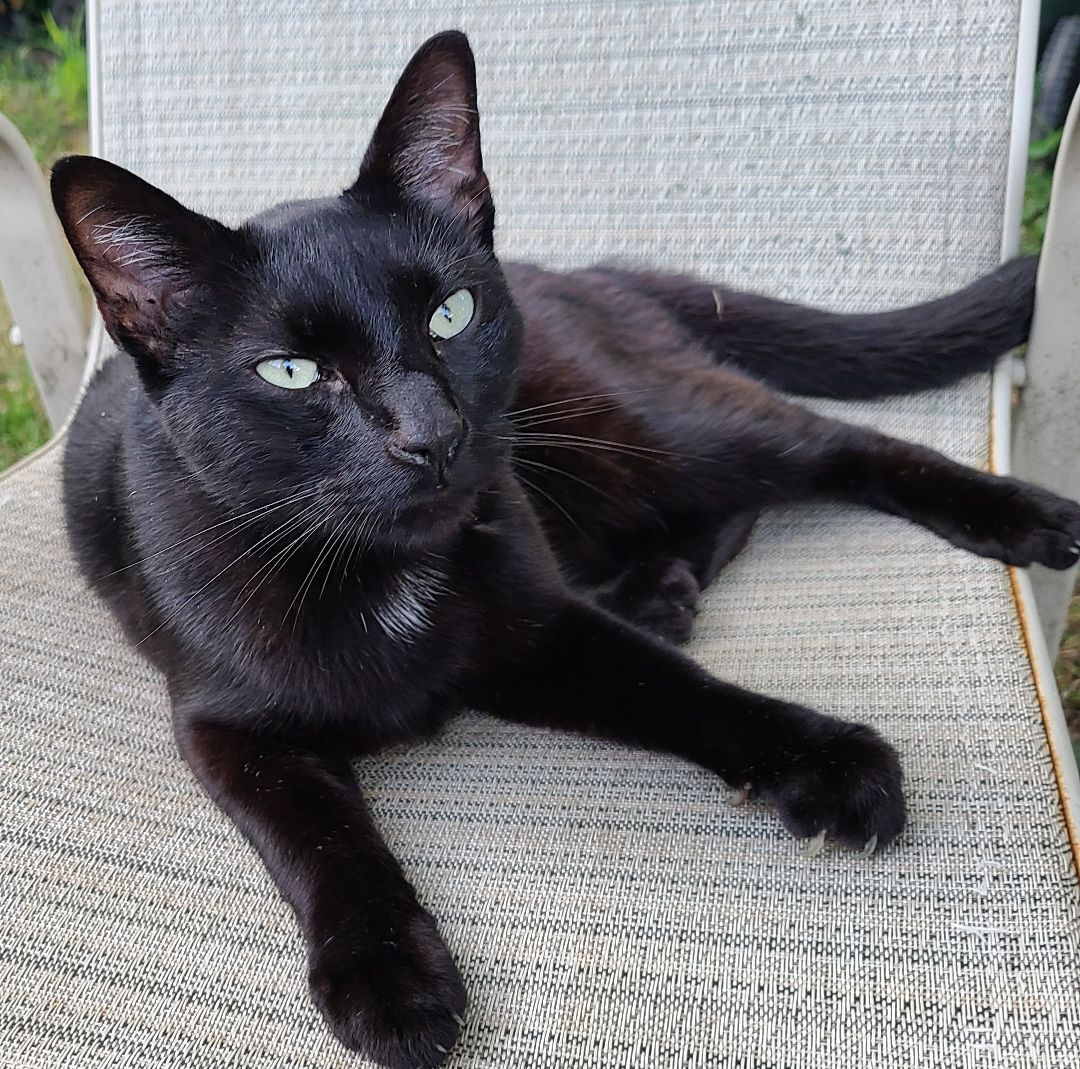 Whitey, Adopted, Adult Male American Shorthair & Bombay.