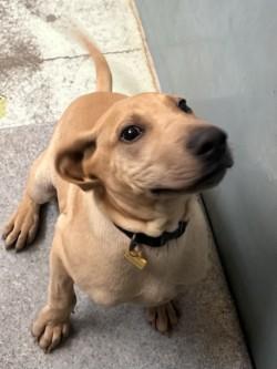 Tito, a Adoptable mixed breed in Madera, CA image 1/3