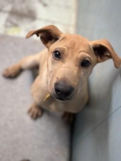 Tito, a Adoptable mixed breed in Madera, CA image 2/3