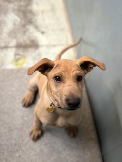 Tito, a Adoptable mixed breed in Madera, CA image 3/3