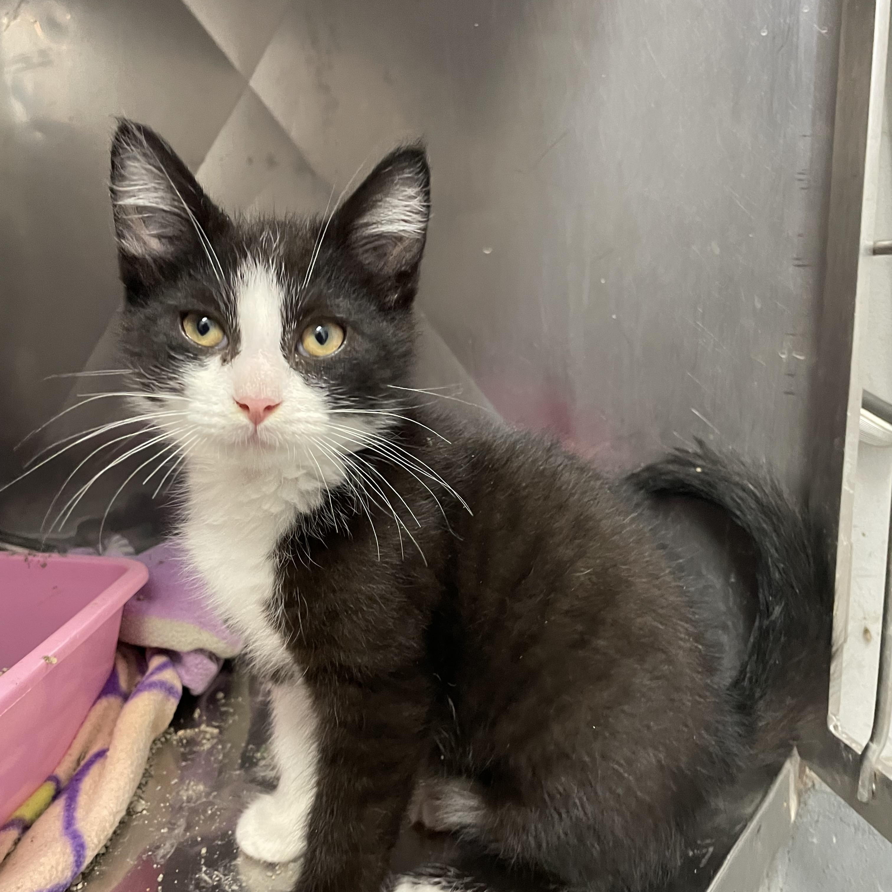 Taro, Adoptable, Kitten Male Tuxedo.