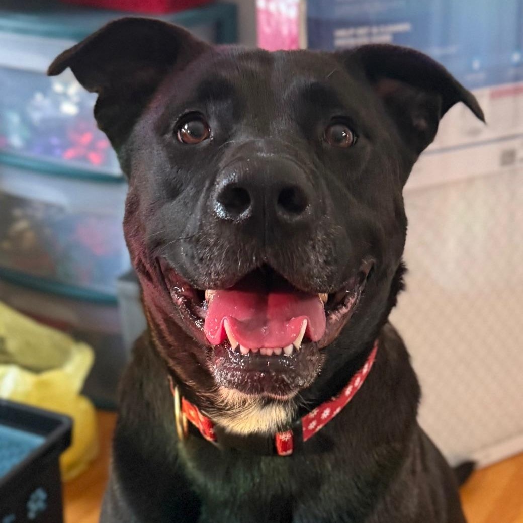 Caroline, ADOPTABLE, Adult Female Black Labrador Retriever & Pit Bull Terrier.