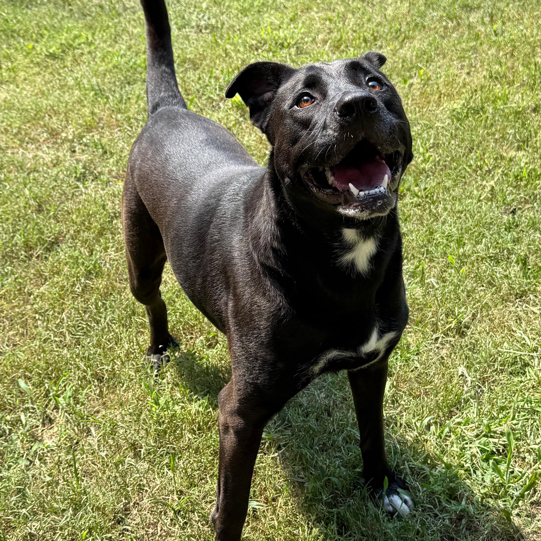 Enlarge Caroline, a ADOPTABLE mixed breed in Indian Mound, TN image 2/4