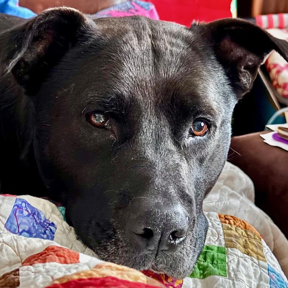 Enlarge Caroline, a ADOPTABLE mixed breed in Indian Mound, TN image 3/4