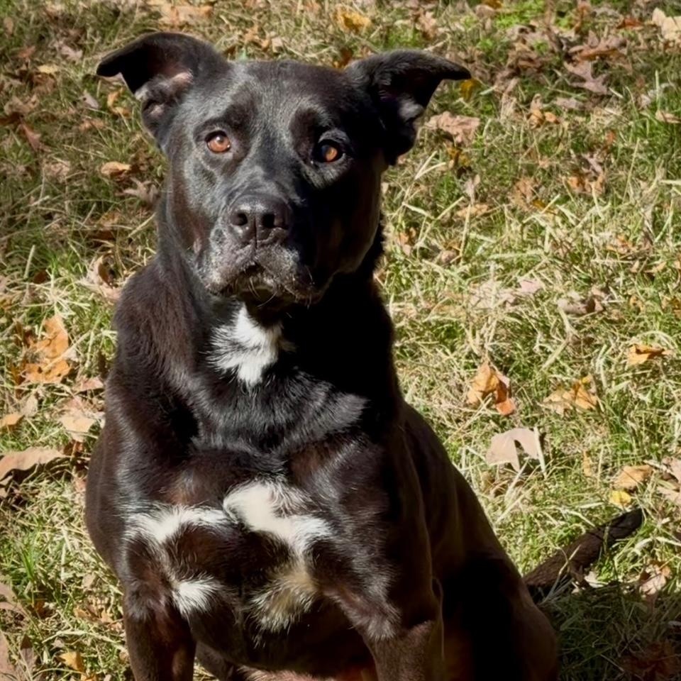 Enlarge Caroline, a ADOPTABLE mixed breed in Indian Mound, TN image 4/4