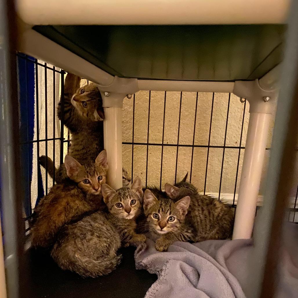 Enlarge Escalade, a Adoptable Domestic Short Hair in Leander, TX image 1/5