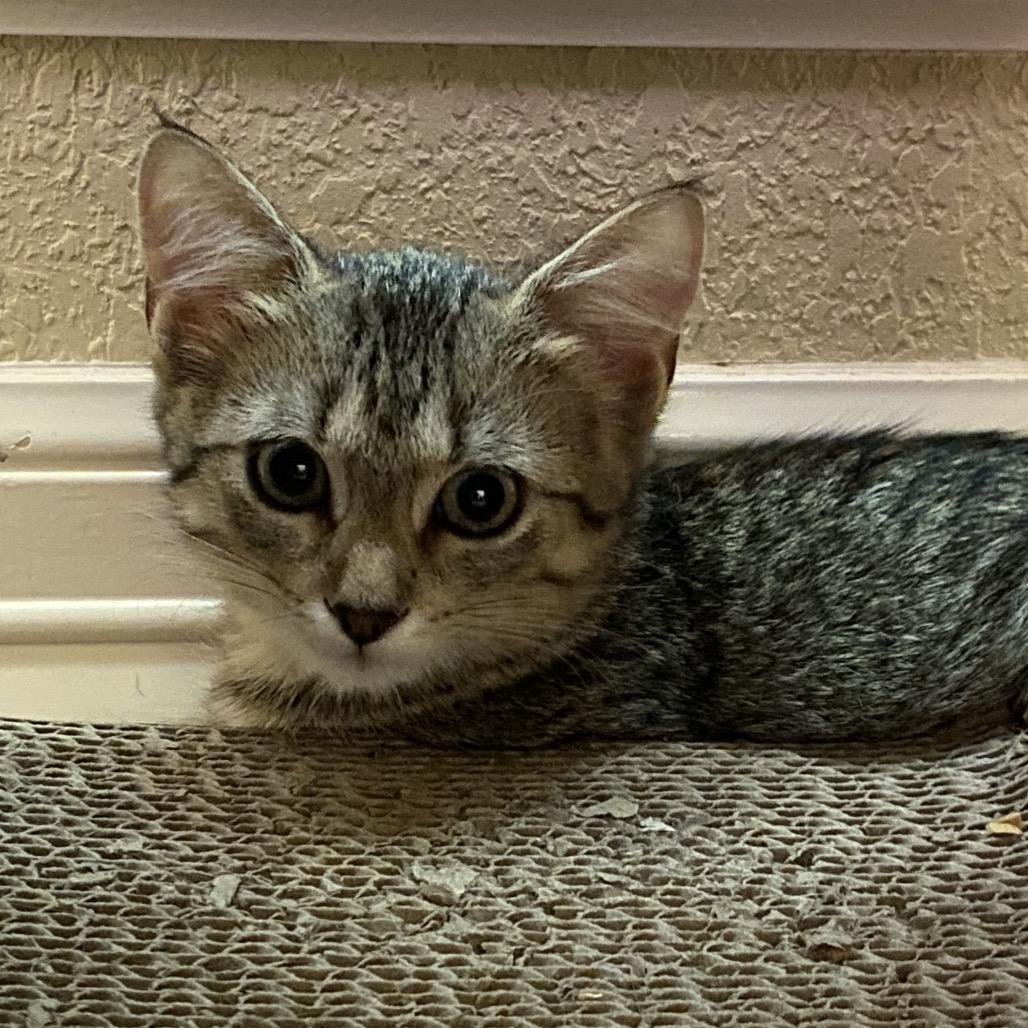 Enlarge Escalade, a Adoptable Domestic Short Hair in Leander, TX image 3/5