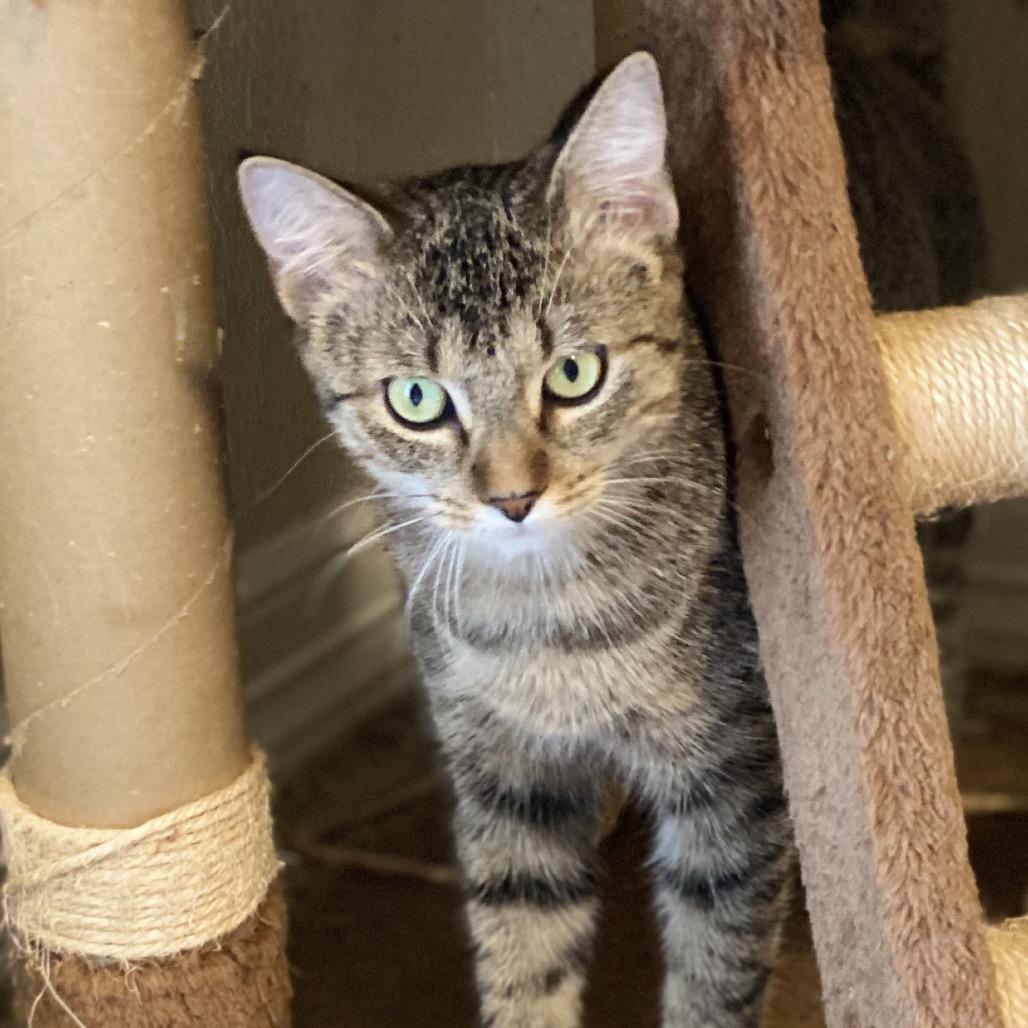 Enlarge Escalade, a Adoptable Domestic Short Hair in Leander, TX image 4/5