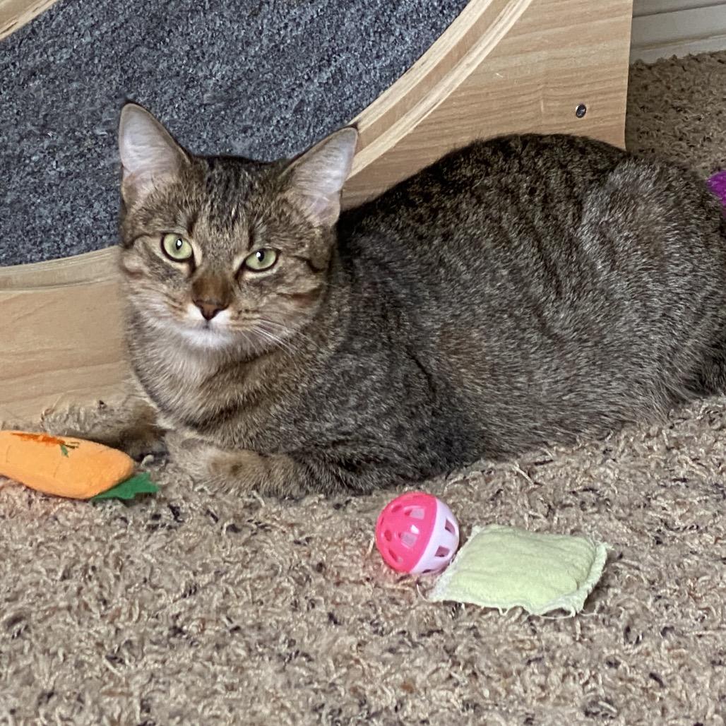 Enlarge Escalade, a Adoptable Domestic Short Hair in Leander, TX image 5/5