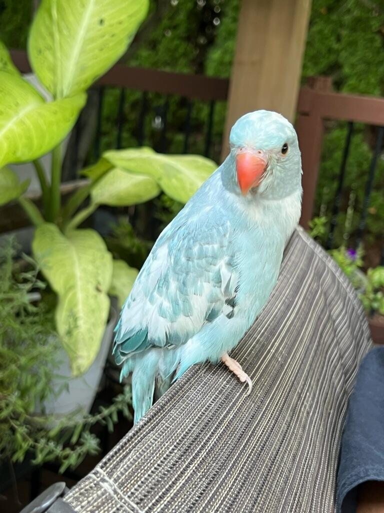 Finley, ADOPTABLE, Young Female Ringneck / Psittacula.