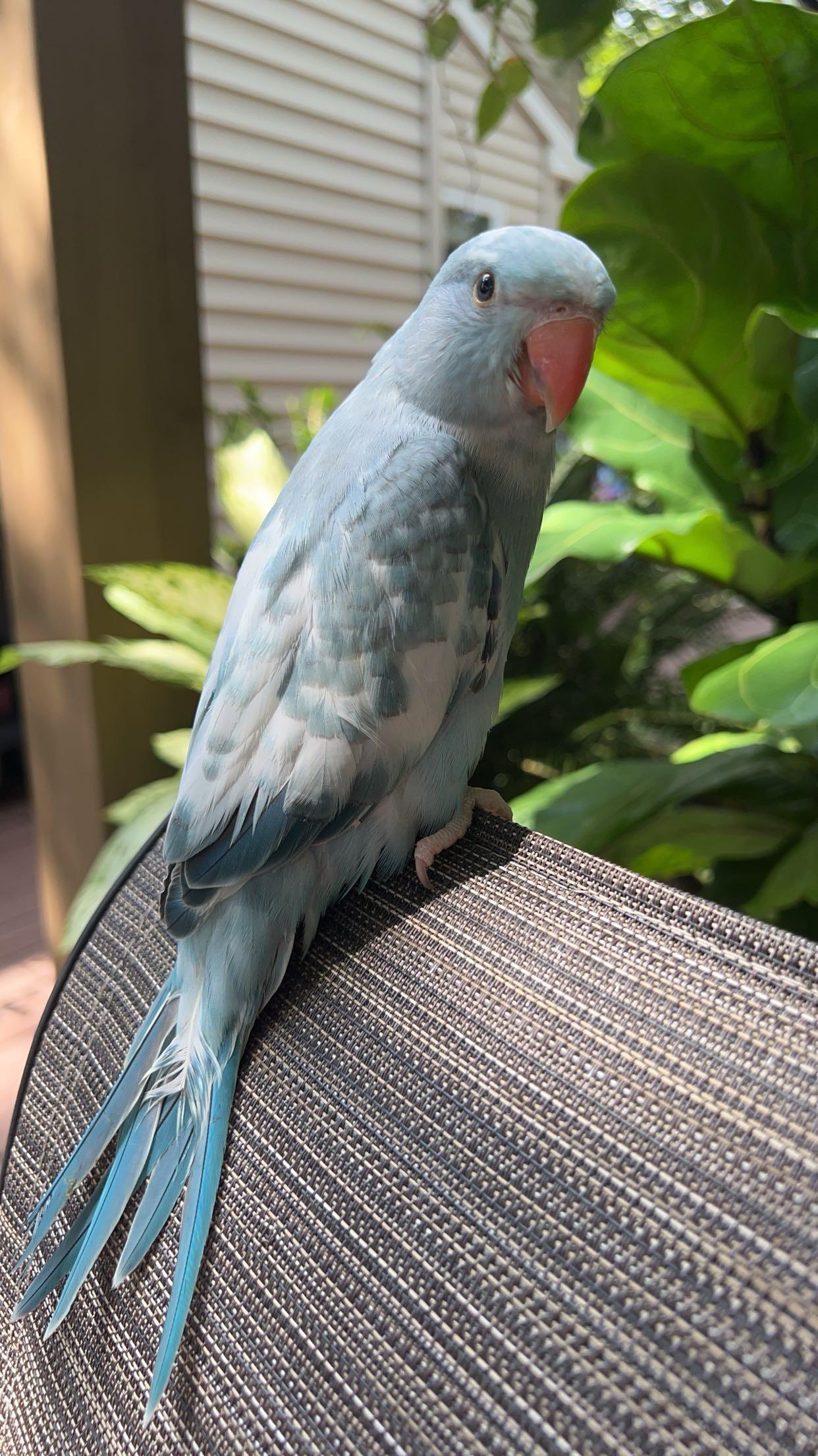 Enlarge Finley, a ADOPTABLE Ringneck / Psittacula in South Elgin, IL image 2/3