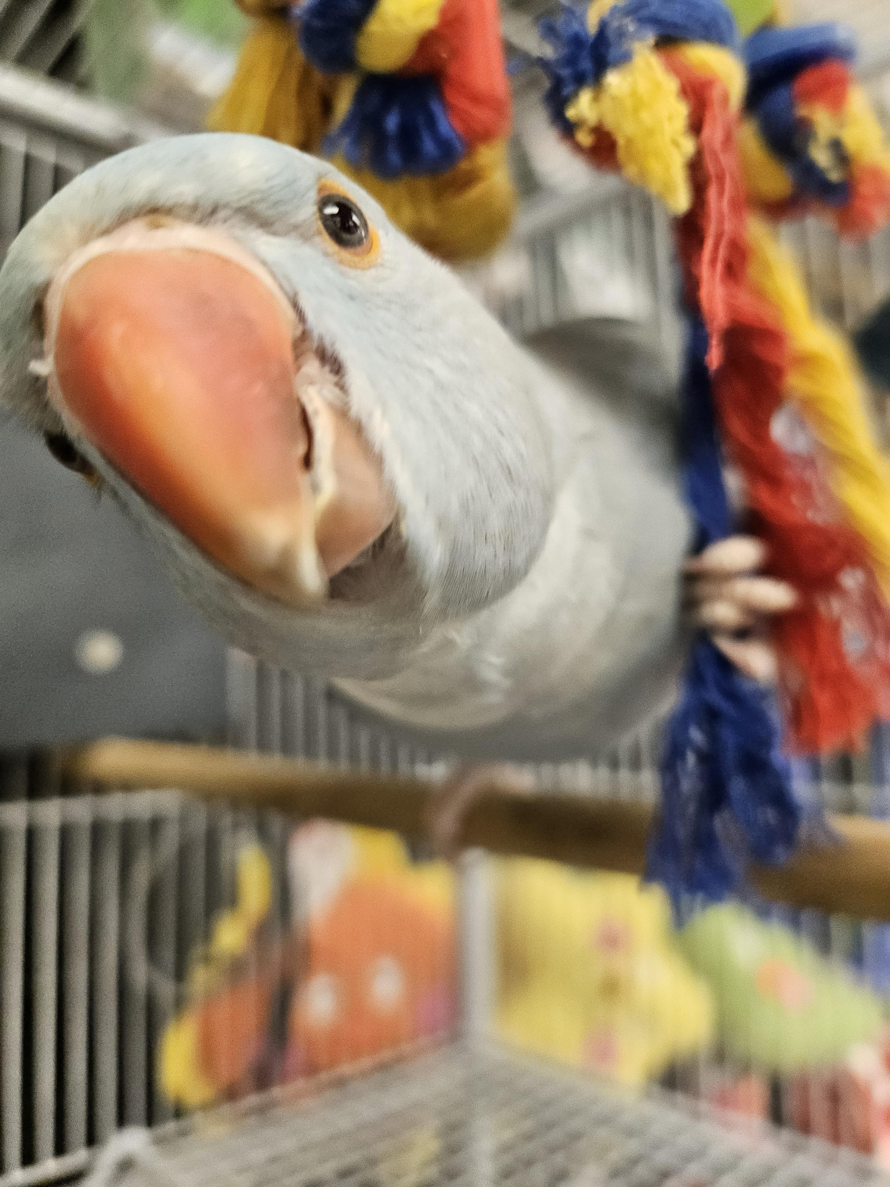 Enlarge Finley, a ADOPTABLE Ringneck / Psittacula in South Elgin, IL image 3/3
