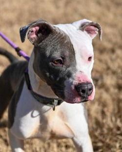 DA 25 Barnaby, Adoptable, Adult Male Pit Bull Terrier.