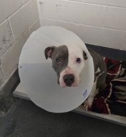 DA 25 Barnaby, Adoptable, Adult Male Pit Bull Terrier.