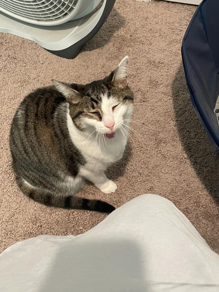 Chapmin, Adoptable, Adult Female Tabby.