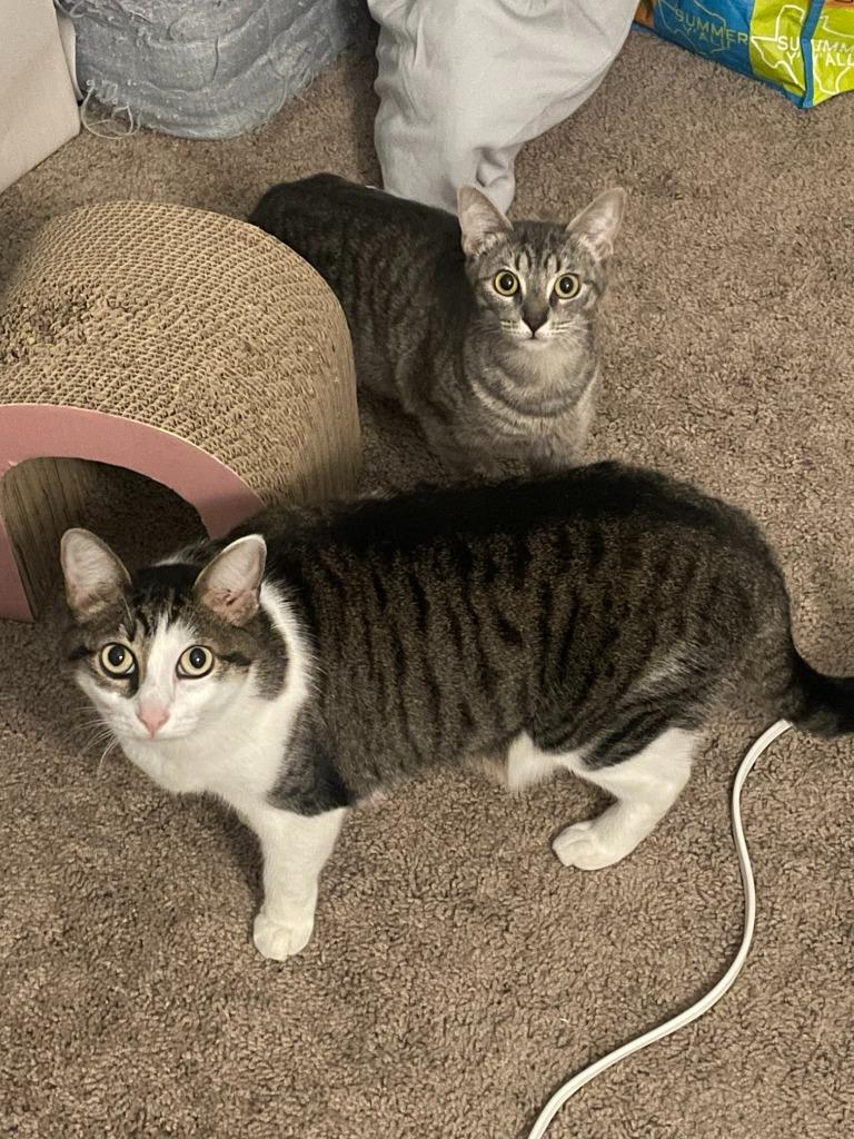 Chapmin, a Adoptable Tabby in San Antonio, TX image 2/6