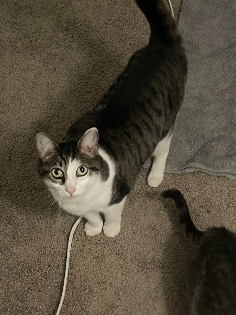 Chapmin, a Adoptable Tabby in San Antonio, TX image 3/6