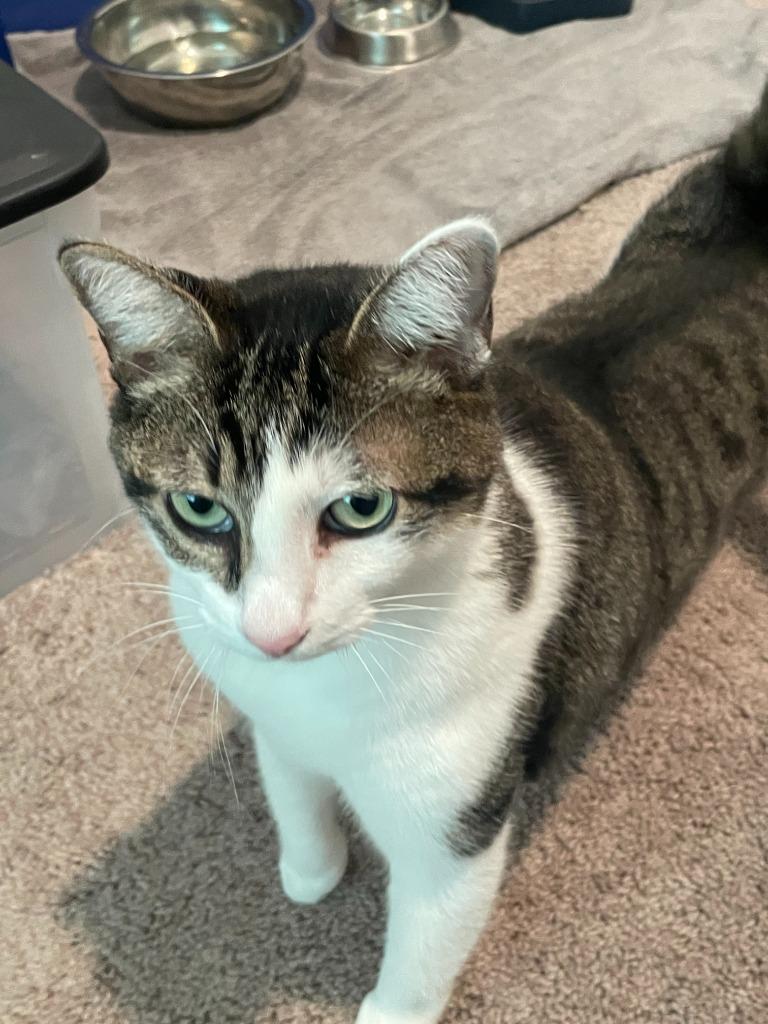 Chapmin, a Adoptable Tabby in San Antonio, TX image 6/6