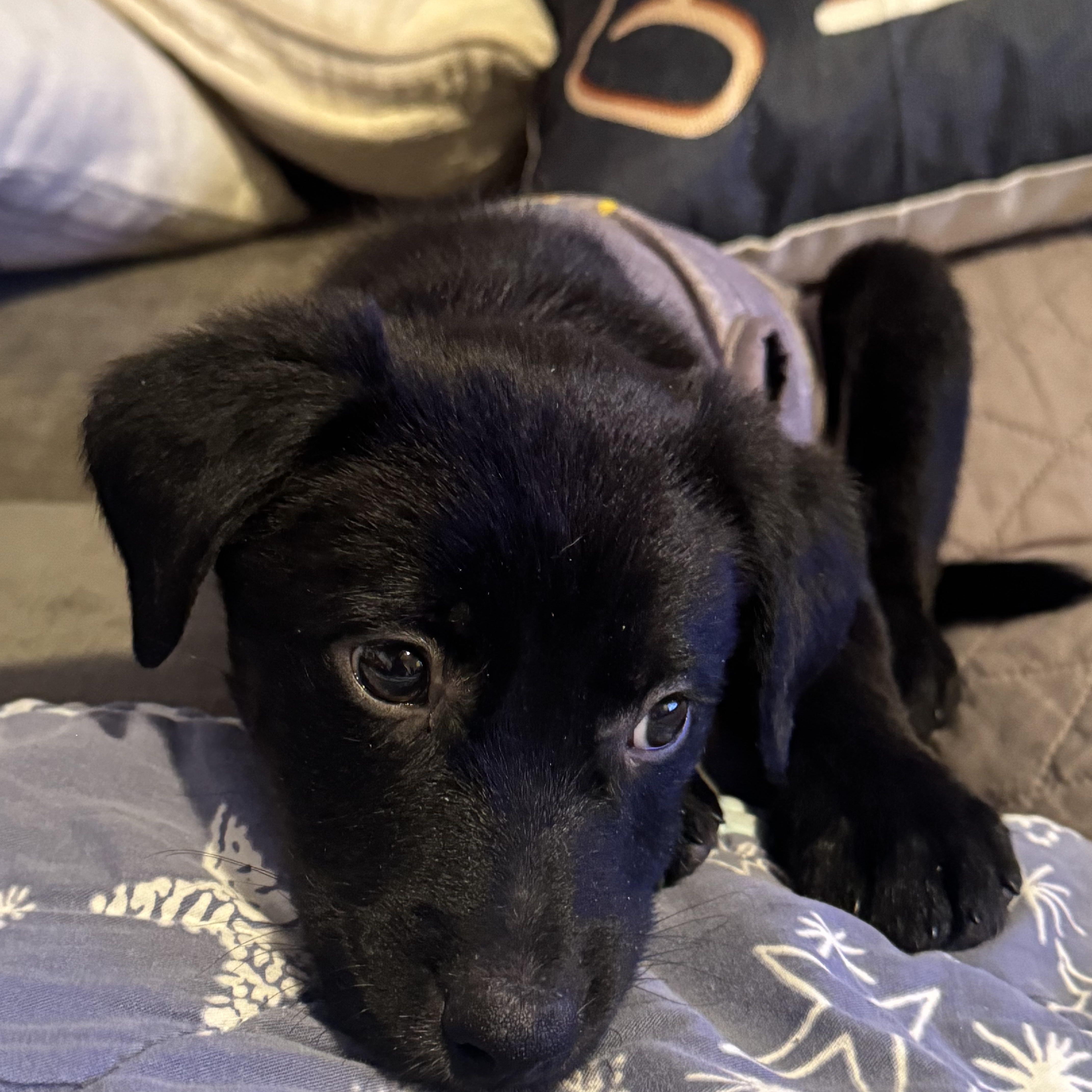 Koda, an adopted mixed breed in Warren, NJ image 1/4