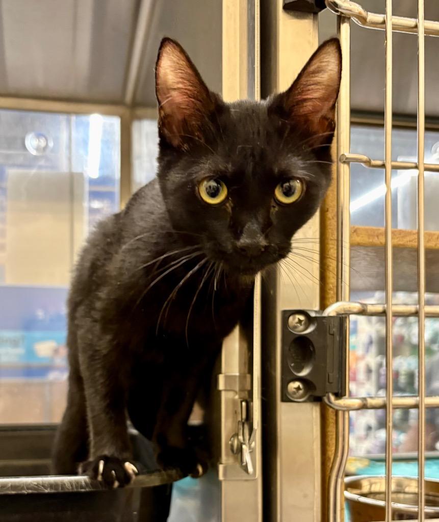 Mild, Adoptable, Young Female Domestic Short Hair.