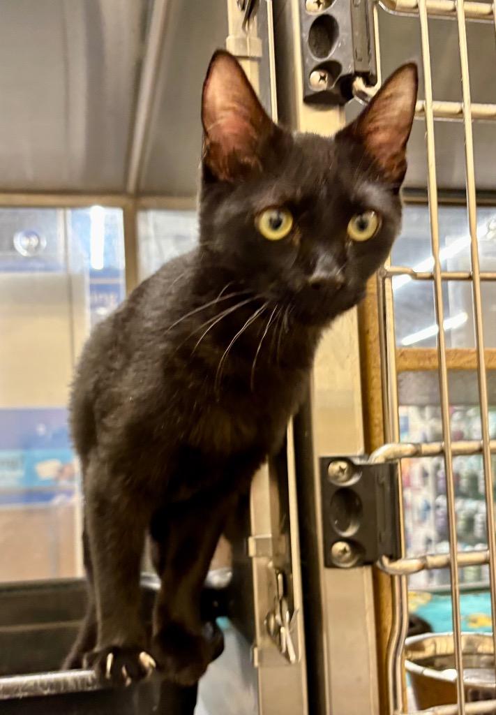 Mild, Adoptable, Young Female Domestic Short Hair.