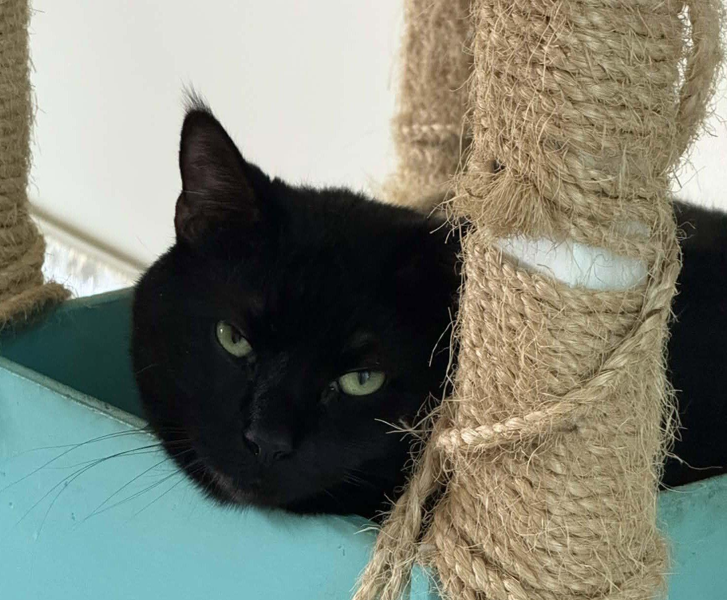 Enlarge Boo, a Adoptable Domestic Short Hair in Delran, NJ image 1/1