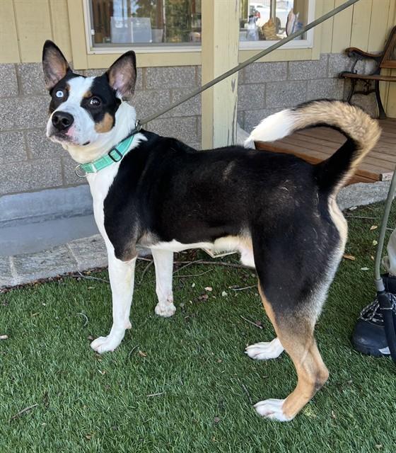 Enlarge Tango, a ADOPTABLE Bull Terrier in Phoenix, OR image 4/4