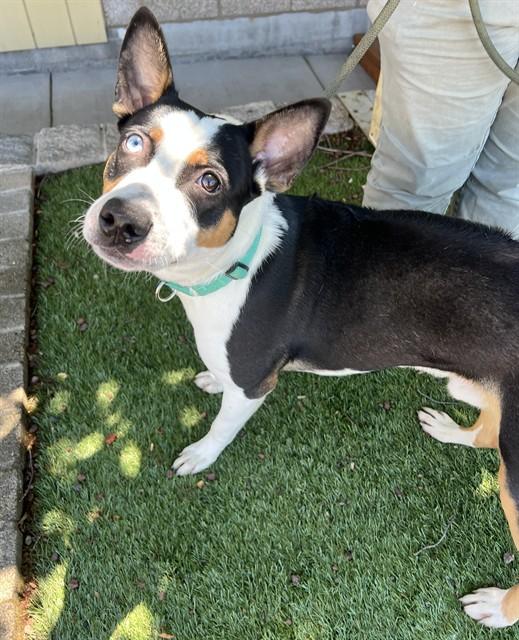 Enlarge Tango, a ADOPTABLE Bull Terrier in Phoenix, OR image 2/4