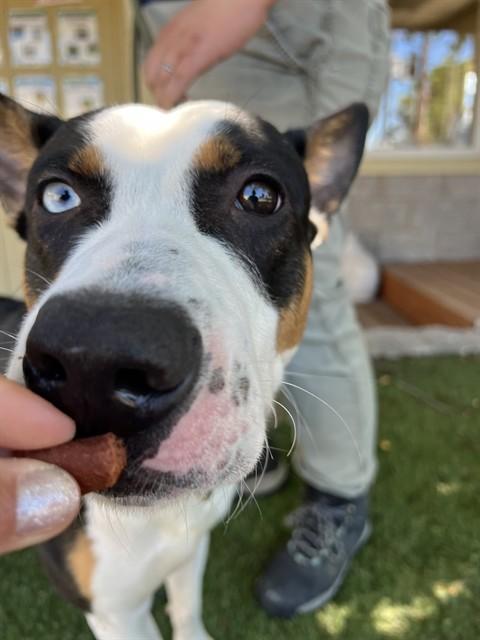 Tango, ADOPTABLE, Young Male Bull Terrier.