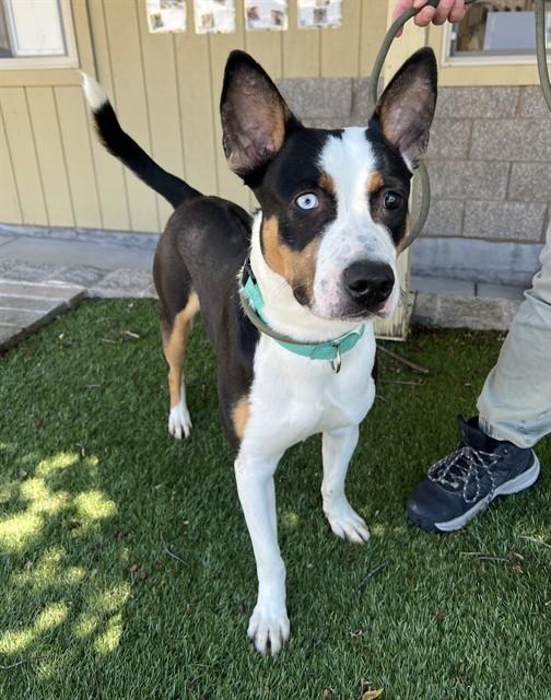 Enlarge Tango, a ADOPTABLE Bull Terrier in Phoenix, OR image 3/4