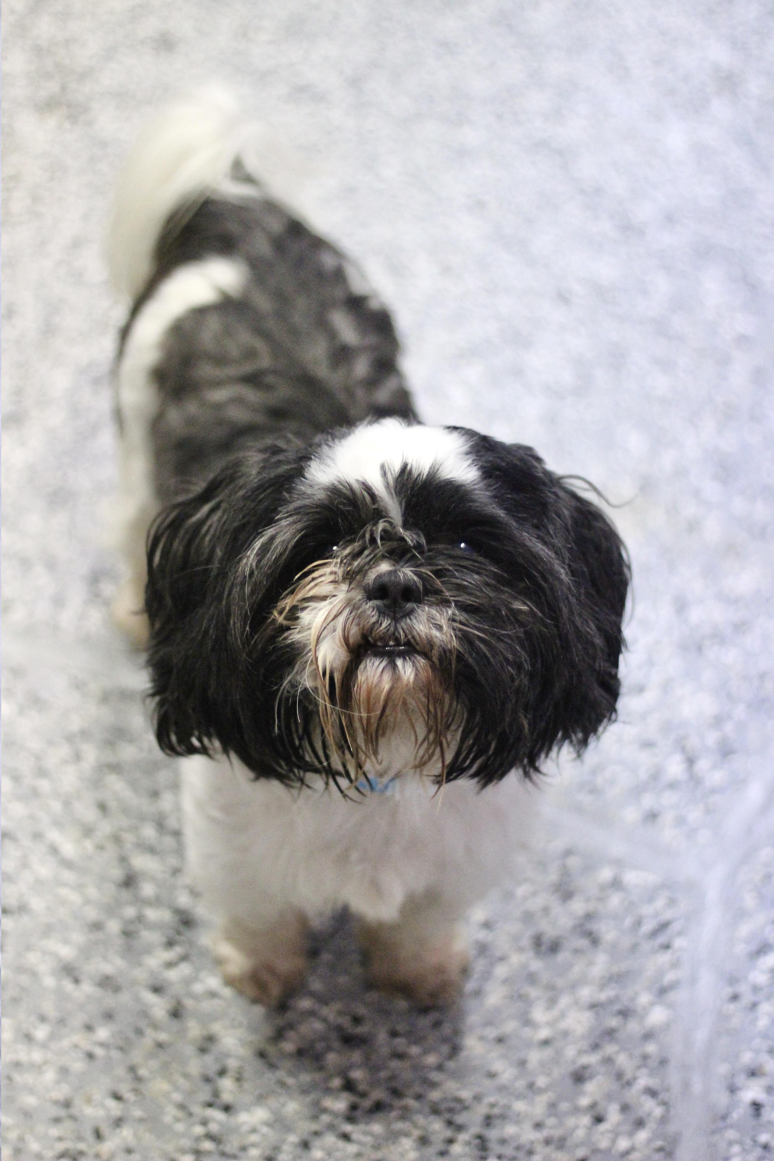 Enlarge Alfie in NH. Come Meet our Adoptable Dogs Wednesday-Saturday. More info in Bio, a Adoptable mixed breed in Manchester, NH image 4/6