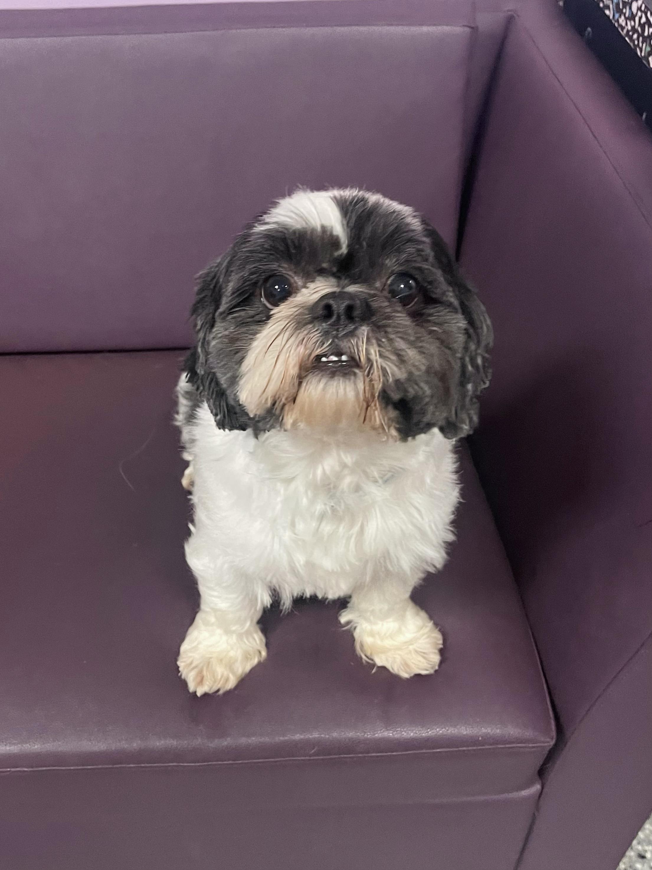 Enlarge Alfie in NH. Come Meet our Adoptable Dogs Wednesday-Saturday. More info in Bio, a Adoptable mixed breed in Manchester, NH image 1/6